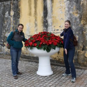 poinsettia