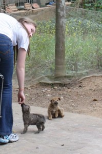 puppies