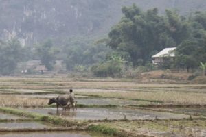 waterbuffalo